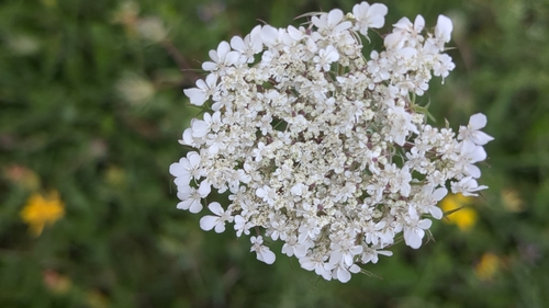 wild carrot