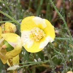 Hesperomecon linearis