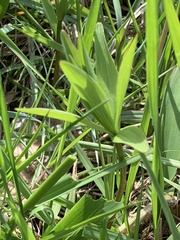 Lilium michiganense