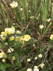 Hesperomecon linearis