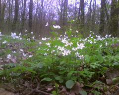Isopyrum thalictroides