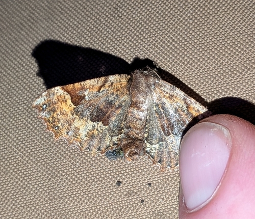 Morrison's Pero Moth photo 6