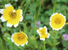 Layia chrysanthemoides