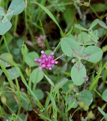 Trifolium depauperatum