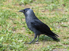 Corvus monedula