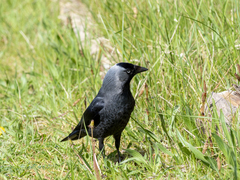 Corvus monedula