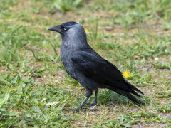 Corvus monedula