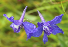 Delphinium variegatum