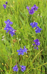 Delphinium variegatum