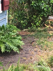 Pipilo erythrophthalmus alleni