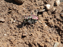 Cicindela limbalis