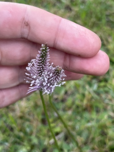 Hoary Plantain