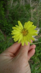 Pyrrhopappus pauciflorus