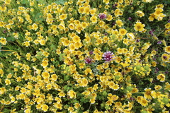 Layia chrysanthemoides