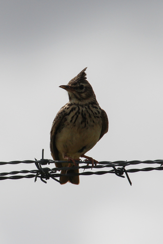 Thekla's Lark