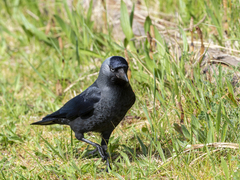 Corvus monedula