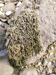 Cinclidotus fontinaloides