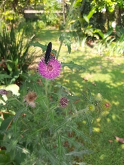 Cirsium