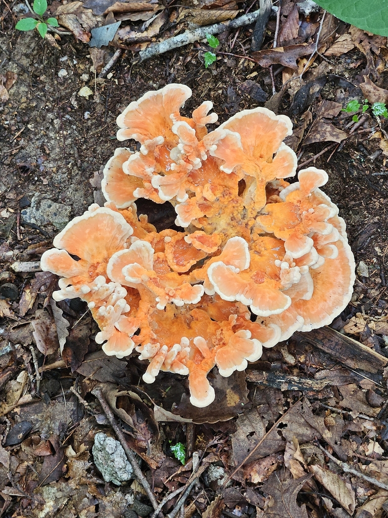 White-pored Chicken of the Woods · July 2026 · photo: Photo: no rights reserved · iNaturalist