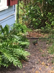 Pipilo erythrophthalmus alleni