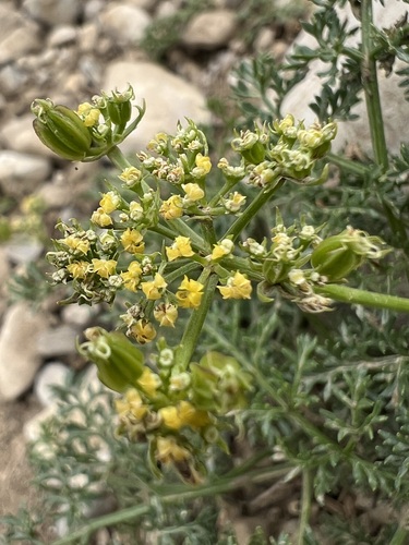 Pteryxia terebinthina observed 2026-07-17