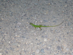 Anolis transversalis