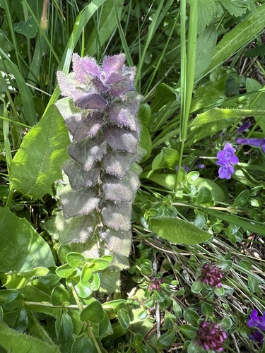 Ajuga pyramidalis, photograph 6