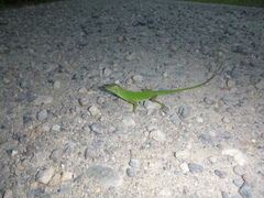 Anolis transversalis