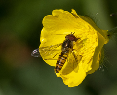 Episyrphus balteatus
