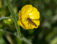 Episyrphus balteatus