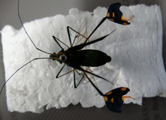 Diactor bilineatus