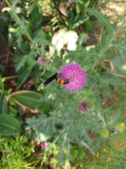 Cirsium