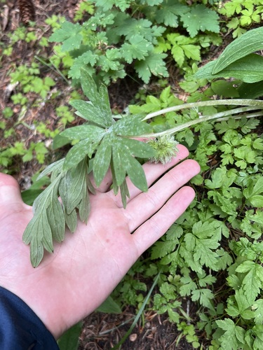Hydrophyllum capitatum observed 2026-07-17