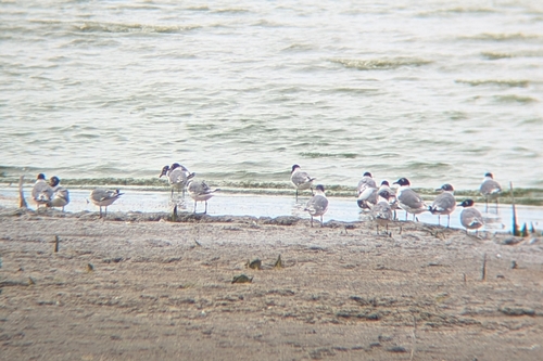 iNaturalist image