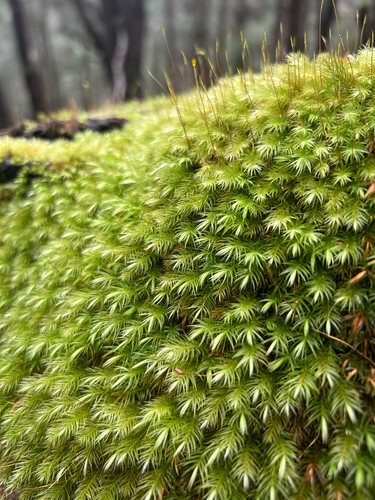 Pyrrhobryum spiniforme observed 2026-07-20