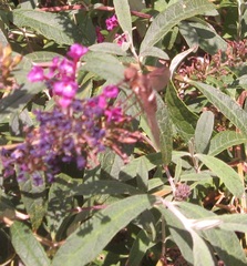 Exoprosopa rostrifera