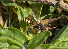 Nomada