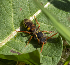 Nomada