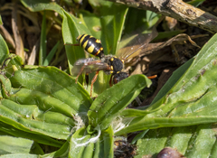 Nomada