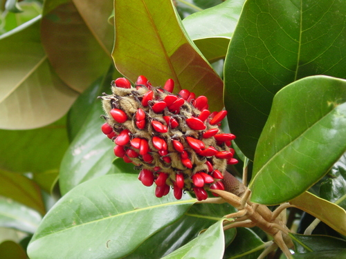 Magnolia grandiflora
