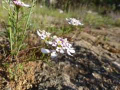 Iberis pinnata