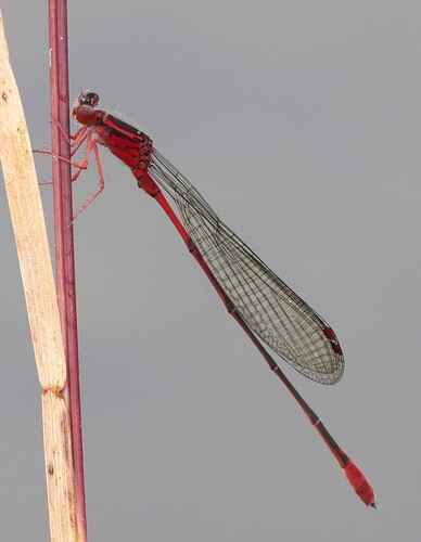 Megalagrion calliphya, 2026-07-13