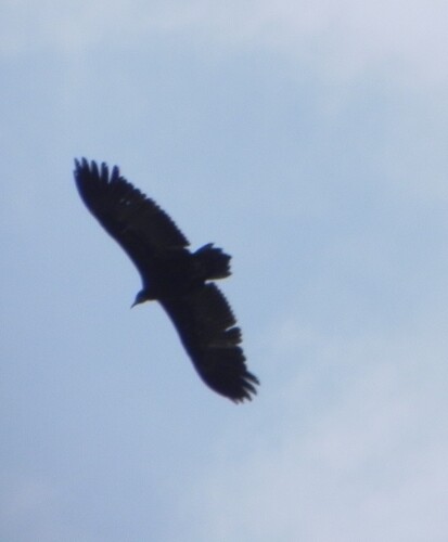 Hooded Vulture