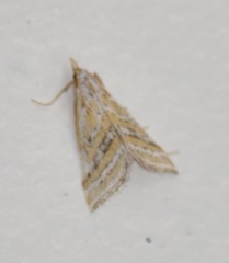 Leptosteges parthenialis