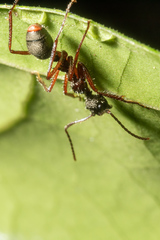 Dolichoderus attelaboides