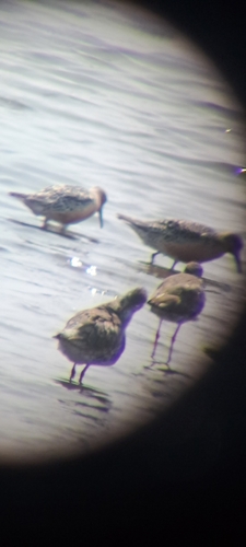 iNaturalist image