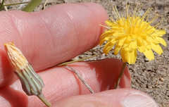 Malacothrix fendleri
