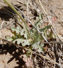 Malacothrix fendleri