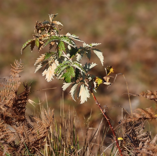 Rubus ludwigii, photograph 2