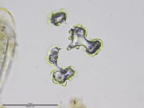 Helicodictyon planctonicum